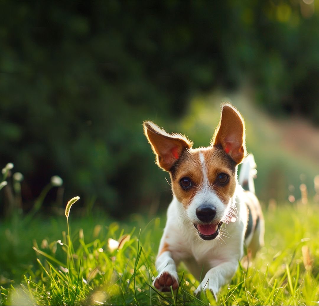 Banner Biopet Mobile